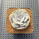Echeveria 'Milk Purple' 1"-2" Succulent Plant Cutting