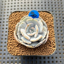 Echeveria 'Milk Purple' 1"-2" Succulent Plant Cutting