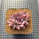 Echeveria 'Purple Sea-Urchin' 1"-2" Succulent Plant Cutting