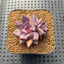 Echeveria 'Purple Sea-Urchin' 1"-2" Succulent Plant Cutting