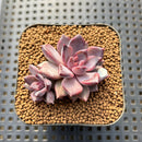 Echeveria 'Purple Sea-Urchin' 1"-2" Succulent Plant Cutting