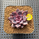 Echeveria 'Purple Sea-Urchin' 1"-2" Succulent Plant Cutting