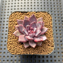 Echeveria 'Purple Sea-Urchin' 1"-2" Succulent Plant Cutting