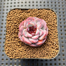 Echeveria 'Red Velvet' 1" Succulent Plant Cutting