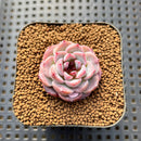 Echeveria 'Red Velvet' 1" Succulent Plant Cutting