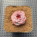 Echeveria 'Red Velvet' 1" Succulent Plant Cutting