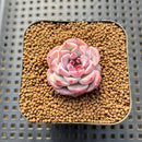 Echeveria 'Red Velvet' 1" Succulent Plant Cutting
