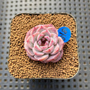 Echeveria 'Red Velvet' 1" Succulent Plant Cutting