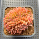 Echeveria 'Cartier' Crested 3" Succulent Plant Cutting