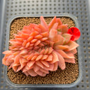 Echeveria 'Cartier' Crested 3" Succulent Plant Cutting