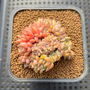 Echeveria 'Ramillette' Crested 4" Succulent Plant