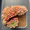 Echeveria 'Ramillette' Crested 4" Succulent Plant