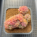 Echeveria 'Ramillette' Crested 4" Succulent Plant