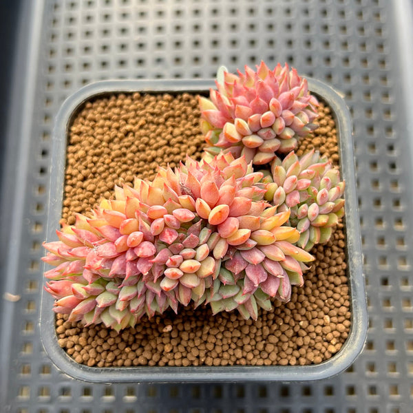 ramillette succulent Echeveria 'Ramillette' Crested 4" Succulent Plant – True Succulents Plant Co
