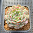 Echeveria 'White Farm' 2" Succulent Plant Cutting