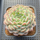 Echeveria 'White Farm' 2" Succulent Plant Cutting