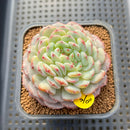 Echeveria 'White Farm' 2" Succulent Plant Cutting