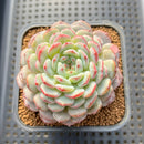 Echeveria 'White Farm' 2" Succulent Plant Cutting