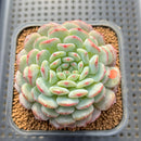 Echeveria 'White Farm' 2" Succulent Plant Cutting