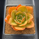 Echeveria 'Jupiter' 3"-4" Succulent Plant