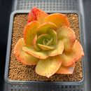 Echeveria 'Jupiter' 3"-4" Succulent Plant