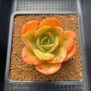 Echeveria 'Jupiter' 3"-4" Succulent Plant