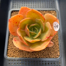 Echeveria 'Jupiter' 3"-4" Succulent Plant