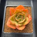 Echeveria 'Jupiter' 3"-4" Succulent Plant