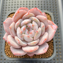 Echeveria 'Orange Monroe' 3" Succulent Plant Cutting