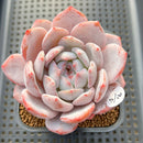 Echeveria 'Orange Monroe' 3" Succulent Plant Cutting