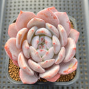Echeveria 'Orange Monroe' 3" Succulent Plant Cutting