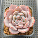 Echeveria 'Orange Monroe' 3" Succulent Plant Cutting
