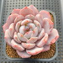 Echeveria 'Orange Monroe' 3" Succulent Plant Cutting