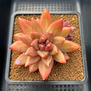 Pachyphytum 'Tivoli' 3"-4" Succulent Plant