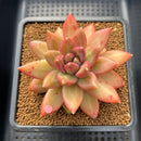 Pachyphytum 'Tivoli' 3"-4" Succulent Plant