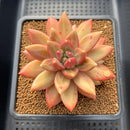 Pachyphytum 'Tivoli' 3"-4" Succulent Plant