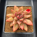 Pachyphytum 'Tivoli' 3"-4" Succulent Plant