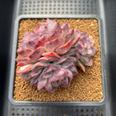 Echeveria 'Yasmin' 3"-4" Succulent Plant Cutting