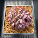 Echeveria 'Yasmin' 3"-4" Succulent Plant Cutting