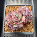 Echeveria 'Yasmin' 3"-4" Succulent Plant Cutting
