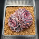 Echeveria 'Yasmin' 3"-4" Succulent Plant Cutting