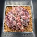 Echeveria 'Yasmin' 3"-4" Succulent Plant Cutting