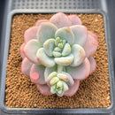 Graptoveria sp. 3"-4" Succulent Plant Cutting