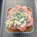 Graptoveria sp. 3"-4" Succulent Plant Cutting