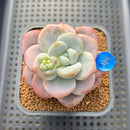 Graptoveria sp. 3"-4" Succulent Plant Cutting