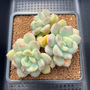 Echeveria 'Adella' 3"-4" Succulent Plant Cutting