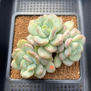 Echeveria 'Adella' 3"-4" Succulent Plant Cutting