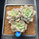 Echeveria 'Adella' 3"-4" Succulent Plant Cutting