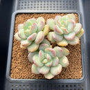 Echeveria 'Adella' 3"-4" Succulent Plant Cutting