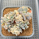 Echeveria 'Cubic Frost' Variegated Crested 2"-3" Cluster Succulent Plant Cutting